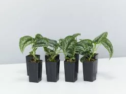 Satin PothosScindapsus Pictus Exotica