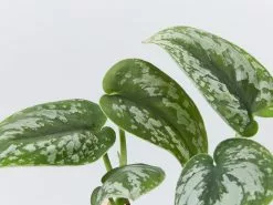 Satin PothosScindapsus Pictus Exotica 8 Satin PothosScindapsus Pictus Exotica -Plants in a Box Sales Shop PLANT IN A BOX TEST8675 bf314315 387a 476c a3c3 ba37f7137f98