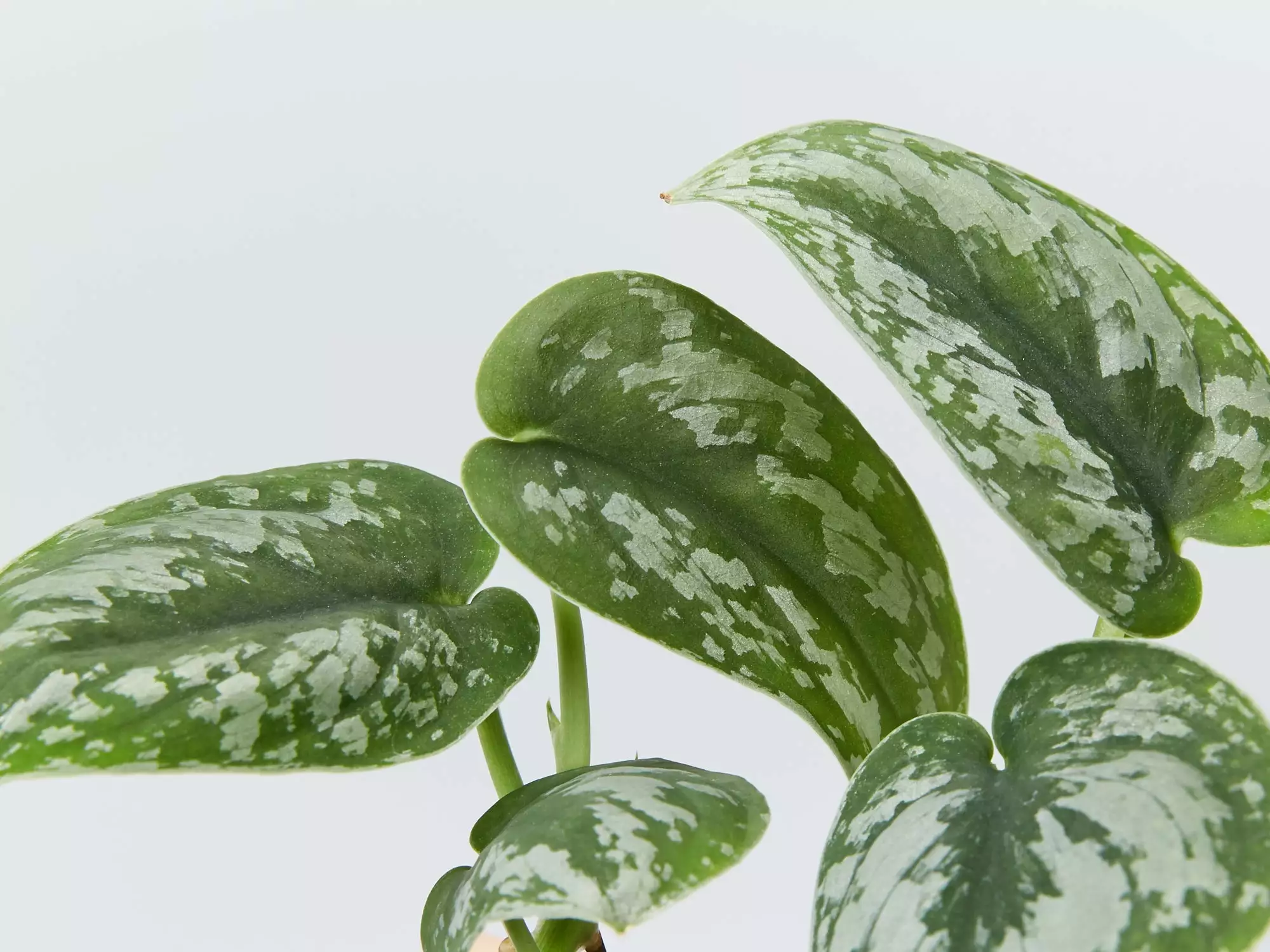 Satin PothosScindapsus Pictus Exotica 5 Satin PothosScindapsus Pictus Exotica - Image 3