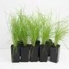 Poa Labillardieri -Plants in a Box Sales Shop POALAV b1a4e19a ef38 43b2 9012 12e4a6e7cf05