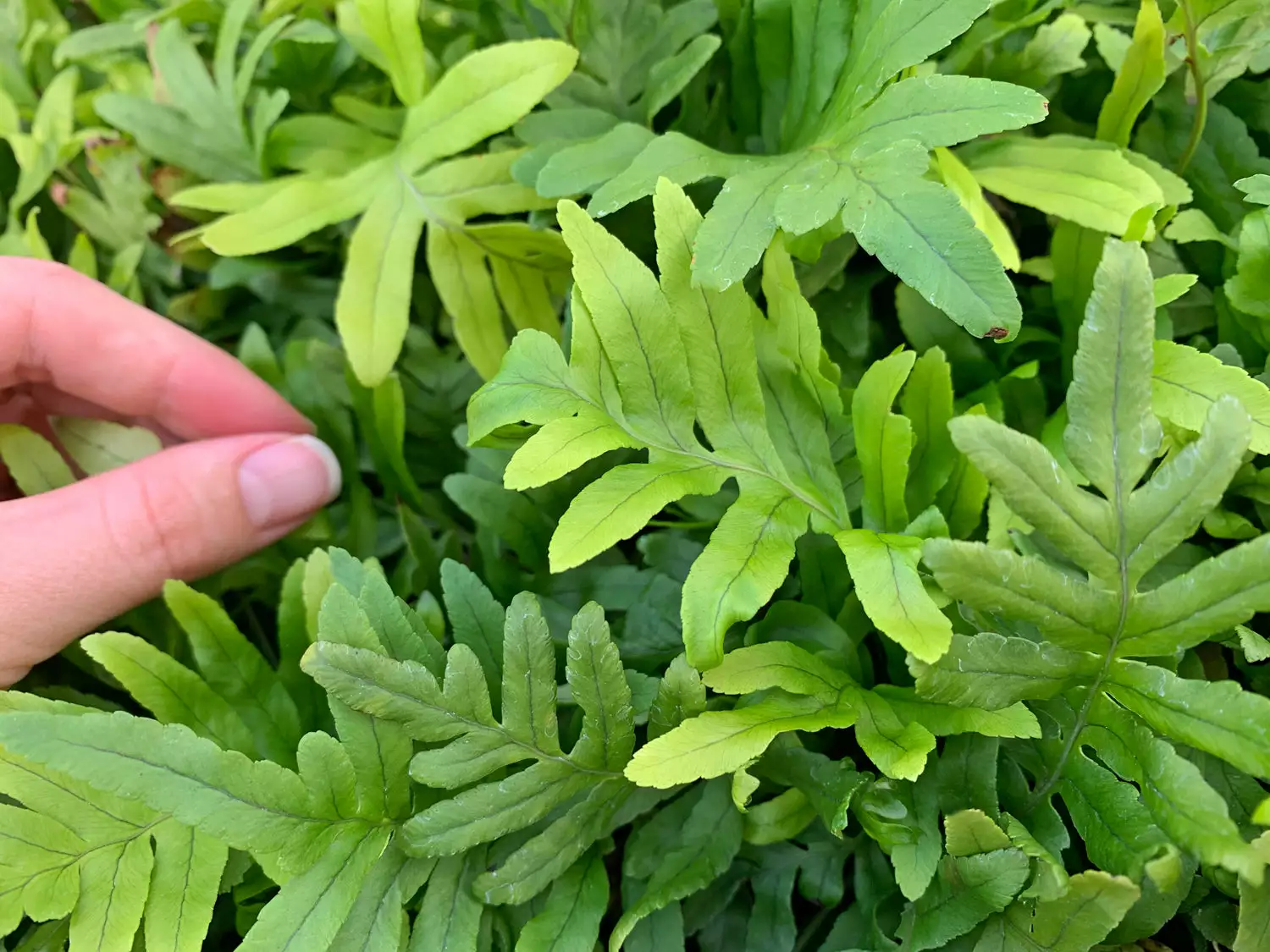 Polypodium Whitley Giant 5 Polypodium Whitley Giant - Image 3