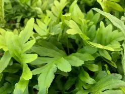 Polypodium Whitley Giant 12 Polypodium Whitley Giant -Plants in a Box Sales Shop POLWHG85 3 c01a8975 6956 4358 8e26 ce8c48f32e09