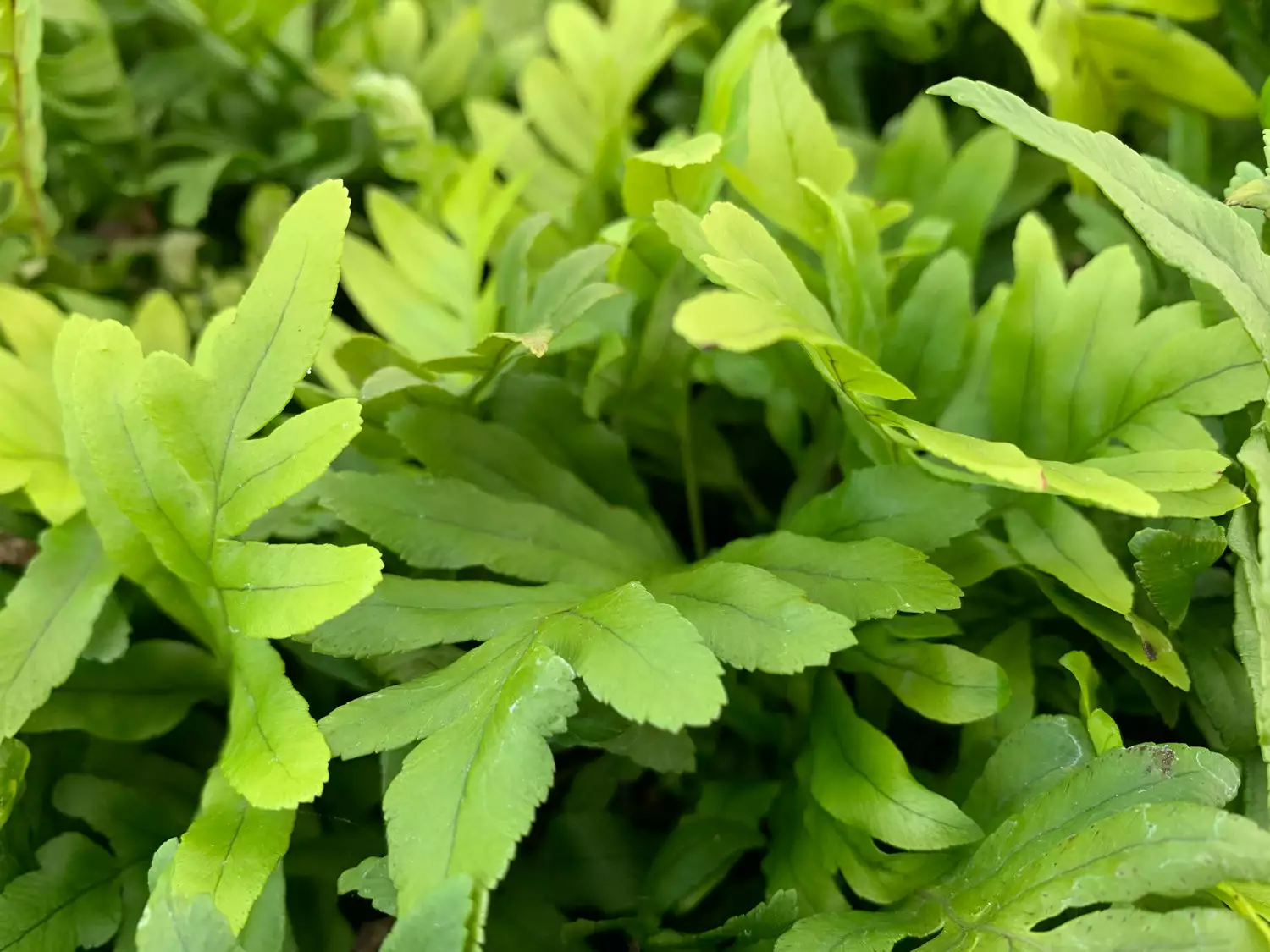 Polypodium Whitley Giant 7 Polypodium Whitley Giant - Image 5