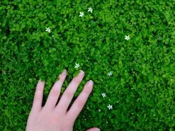 Pratia Pedunculata -Plants in a Box Sales Shop PRAPEN RS 18acb46f fd84 4c6b bb2e 7bba3496337b