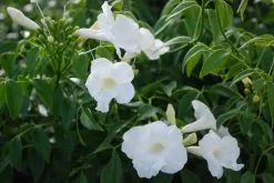Pandorea Jasminoides Alba -Plants in a Box Sales Shop Pandorea Lady Di 10 70a75888 d829 4746 bca4 3d0bcc7ee8ca