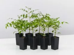 Pandorea Jasminoides Lady Di