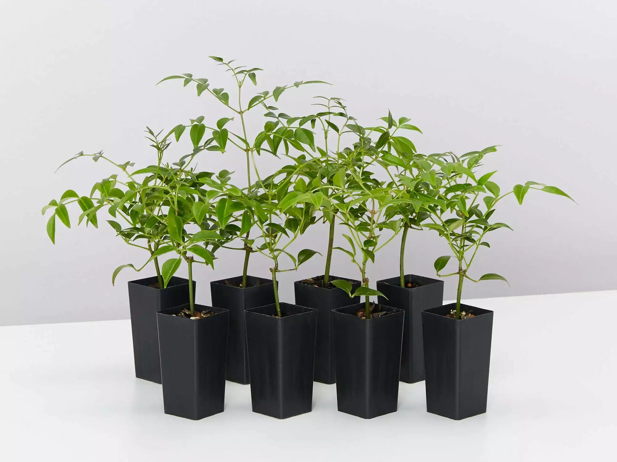 Pandorea Jasminoides Lady Di 3 Pandorea Jasminoides Lady Di