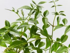 Pandorea Jasminoides Lady Di 10 Pandorea Jasminoides Lady Di -Plants in a Box Sales Shop PandoreaJasminoidesLadyDi detail 543fe222 d361 4e74 a05a 7e7d84e71cdc