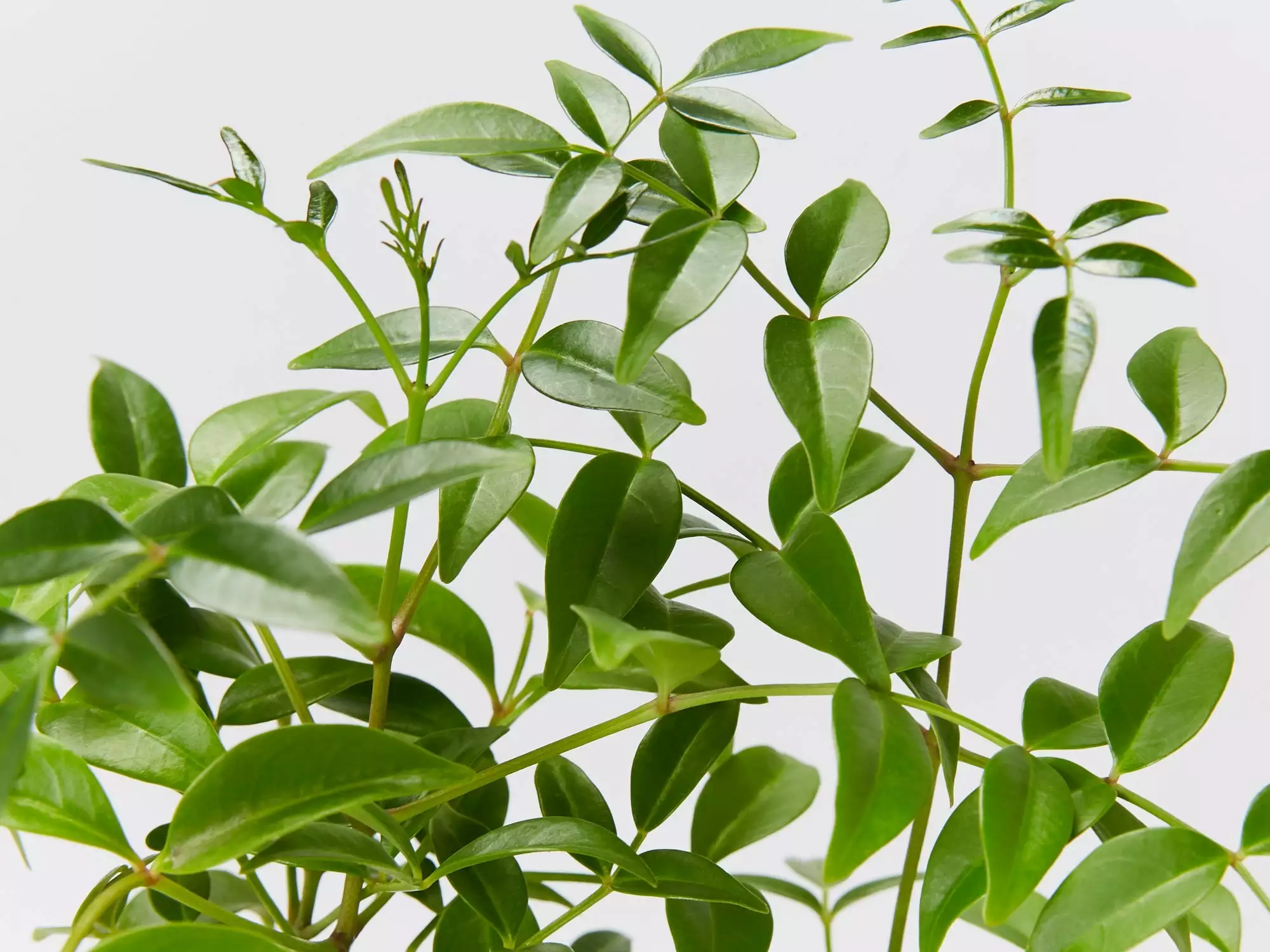 Pandorea Jasminoides Lady Di 5 Pandorea Jasminoides Lady Di - Image 3