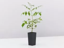 Pandorea Jasminoides Lady Di 12 Pandorea Jasminoides Lady Di -Plants in a Box Sales Shop PandoreaJasminoidesLadyDi single 5e3ad096 8d09 4a60 beab 767c3b6f7580