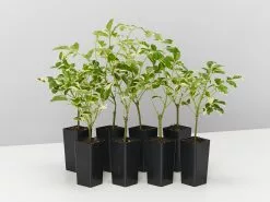 Pandorea Jasminoides Variegata