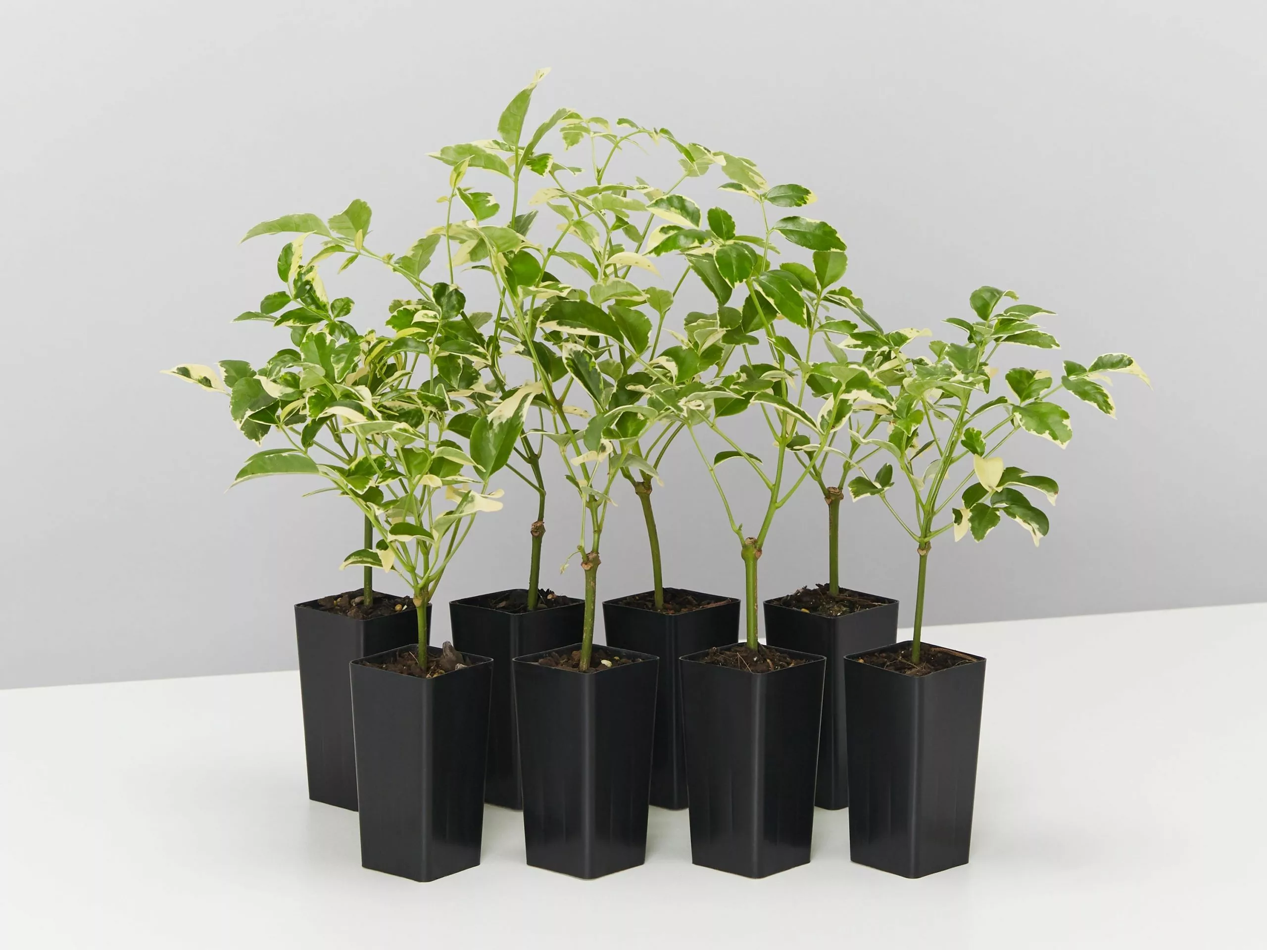 Pandorea Jasminoides Variegata 3 Pandorea Jasminoides Variegata