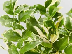 Pandorea Jasminoides Variegata 10 Pandorea Jasminoides Variegata -Plants in a Box Sales Shop PandoreaJasminoidsesVarieata detail 86714b19 076c 4aeb 8cc4 1a940012a6c1