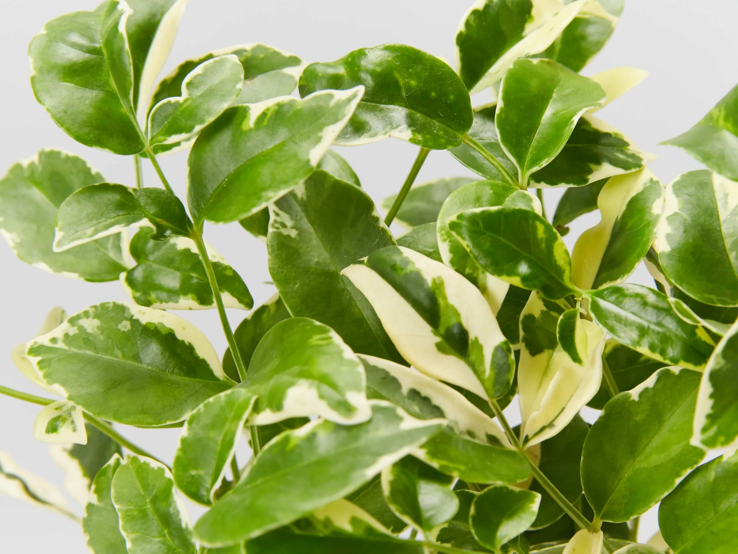 Pandorea Jasminoides Variegata 5 Pandorea Jasminoides Variegata - Image 3