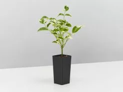 Pandorea Jasminoides Variegata 11 Pandorea Jasminoides Variegata -Plants in a Box Sales Shop PandoreaJasminoidsesVarieata single 3a1041a5 3098 4b1c 92ba e2a972558c16