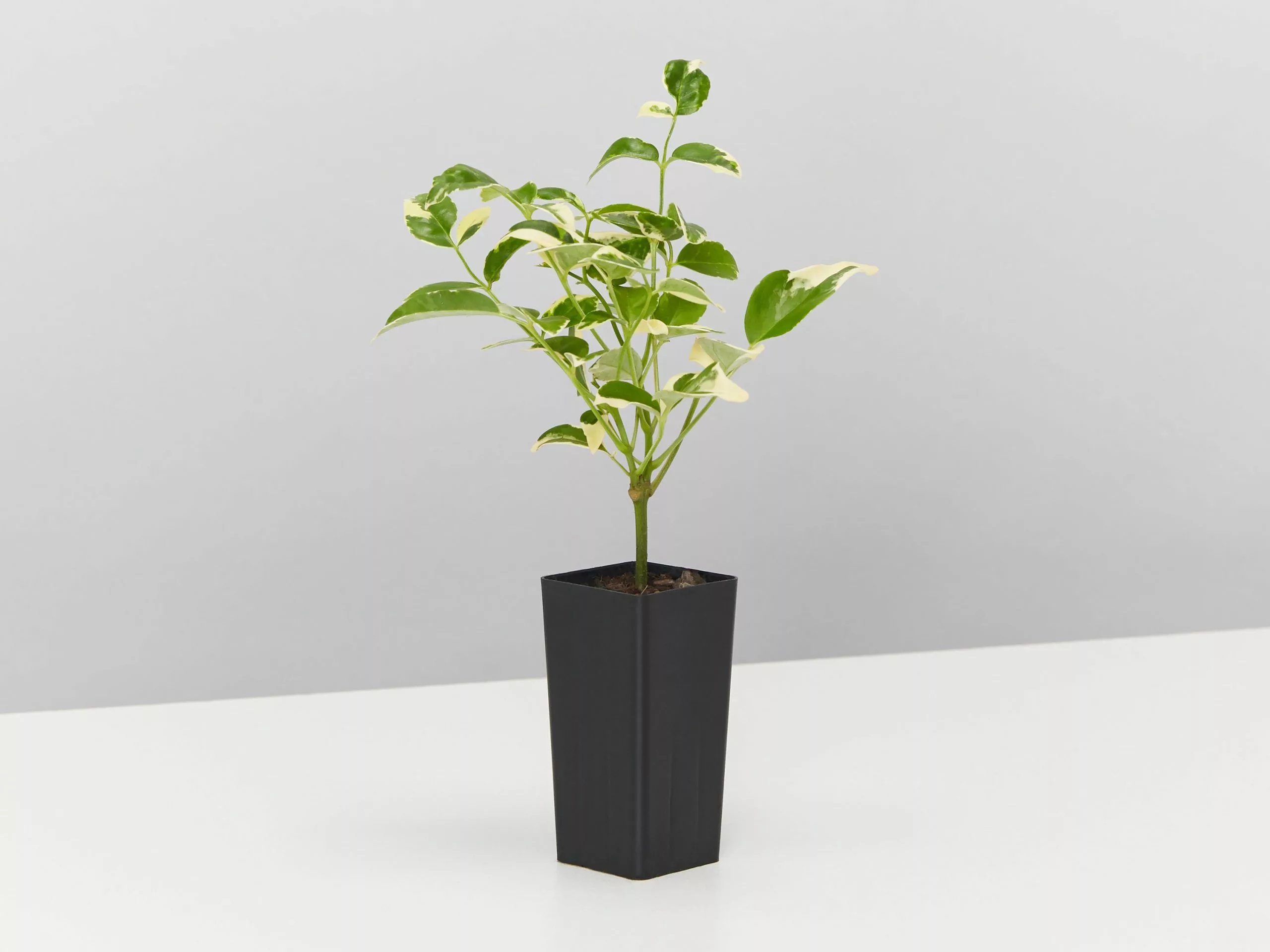 Pandorea Jasminoides Variegata 6 Pandorea Jasminoides Variegata - Image 4