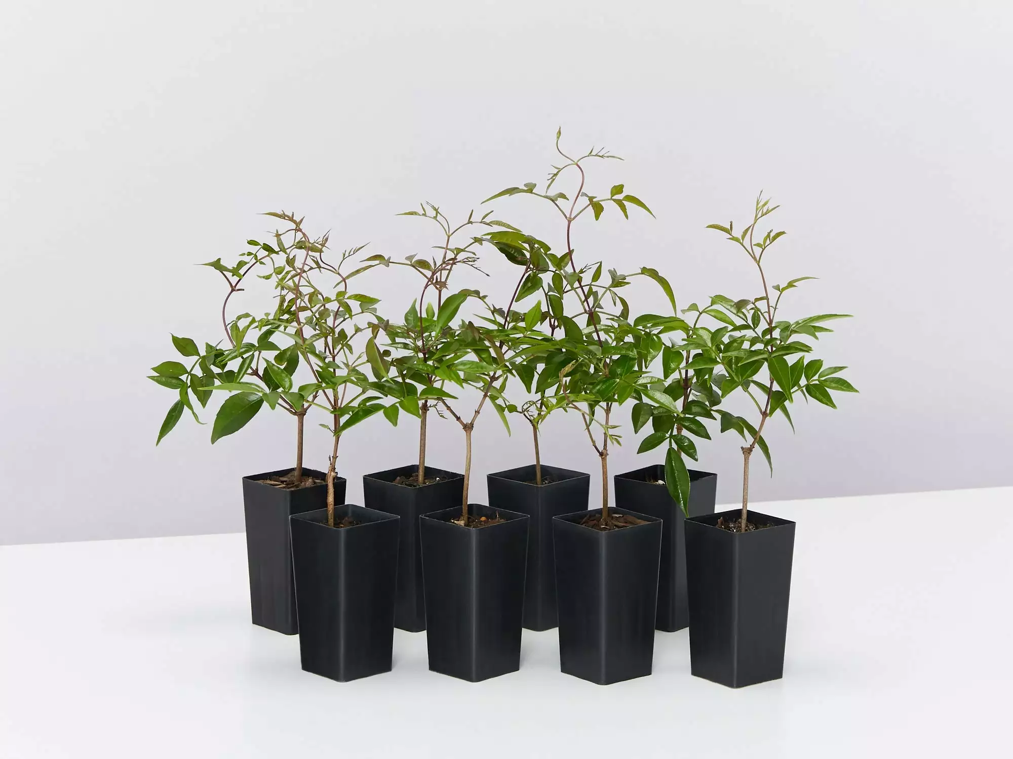 Pandorea Pandorana Ruby Belle 3 Pandorea Pandorana Ruby Belle