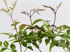 Pandorea Pandorana Ruby Belle 8 Pandorea Pandorana Ruby Belle -Plants in a Box Sales Shop PandoreaPandoahaRubyBelle detail bf8c8afd 08db 4346 b4b1 e388f6931814