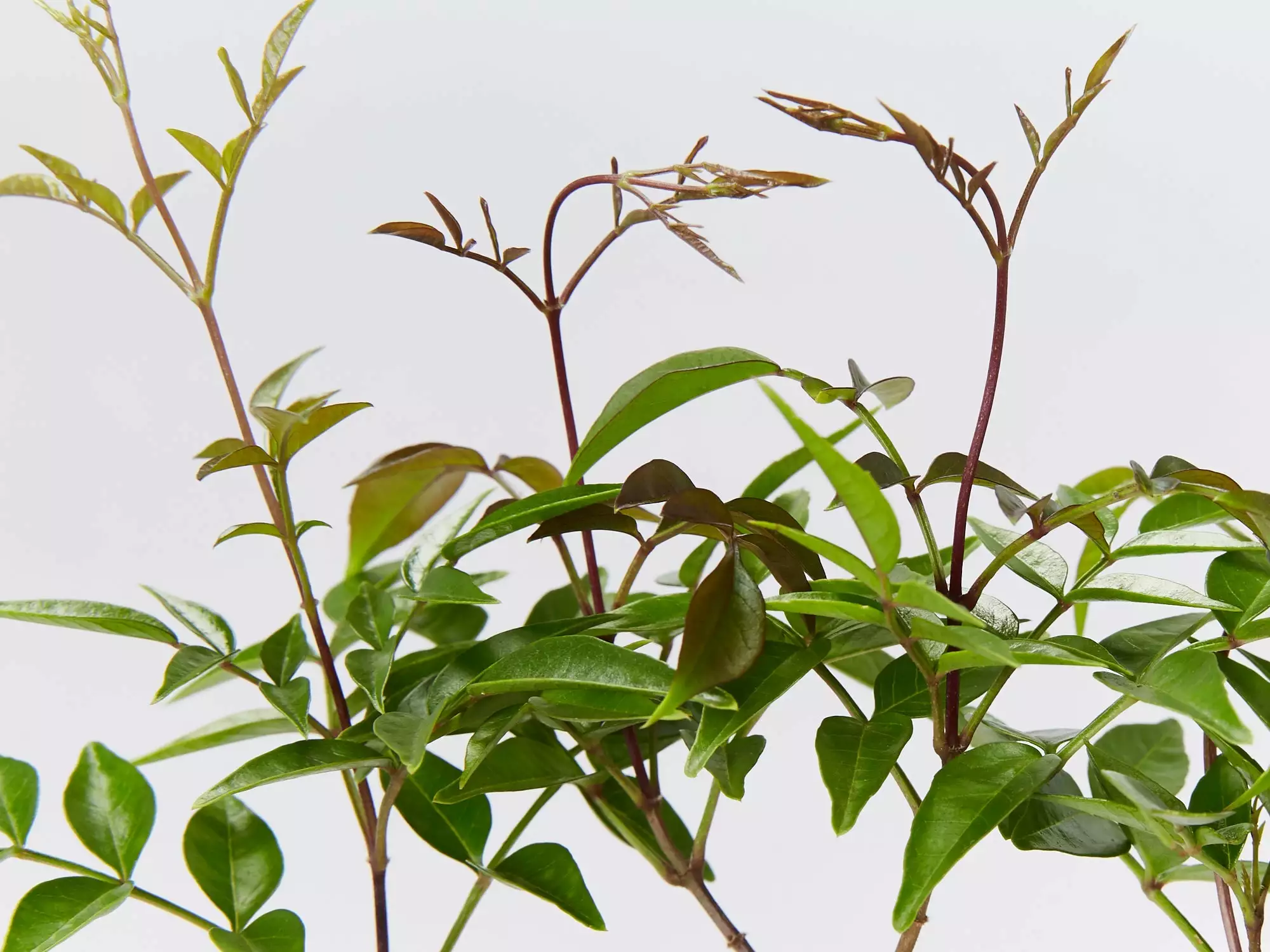 Pandorea Pandorana Ruby Belle 5 Pandorea Pandorana Ruby Belle - Image 3