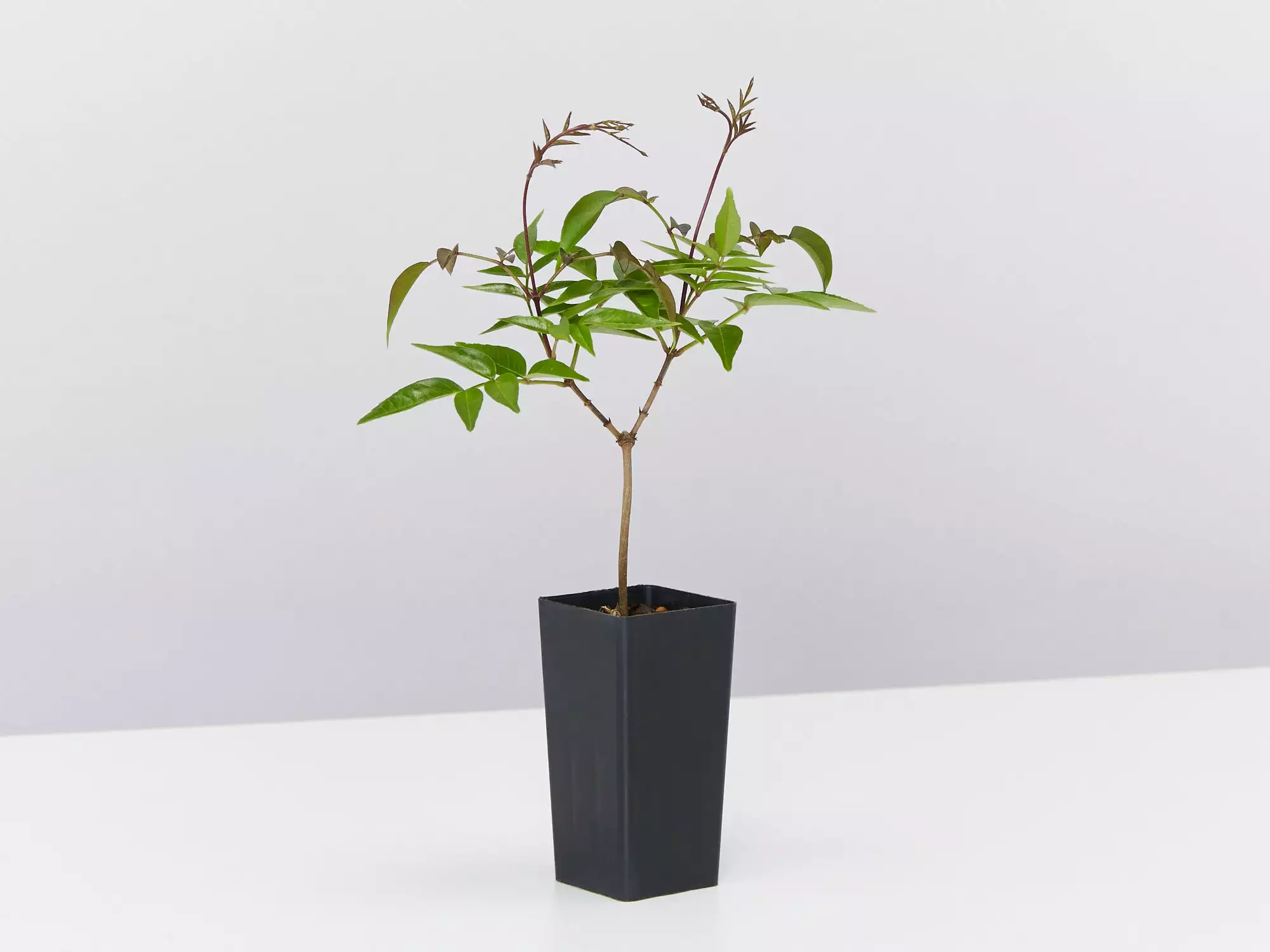 Pandorea Pandorana Ruby Belle 6 Pandorea Pandorana Ruby Belle - Image 4