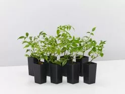 Pandorea Jasminoides Pink Magic