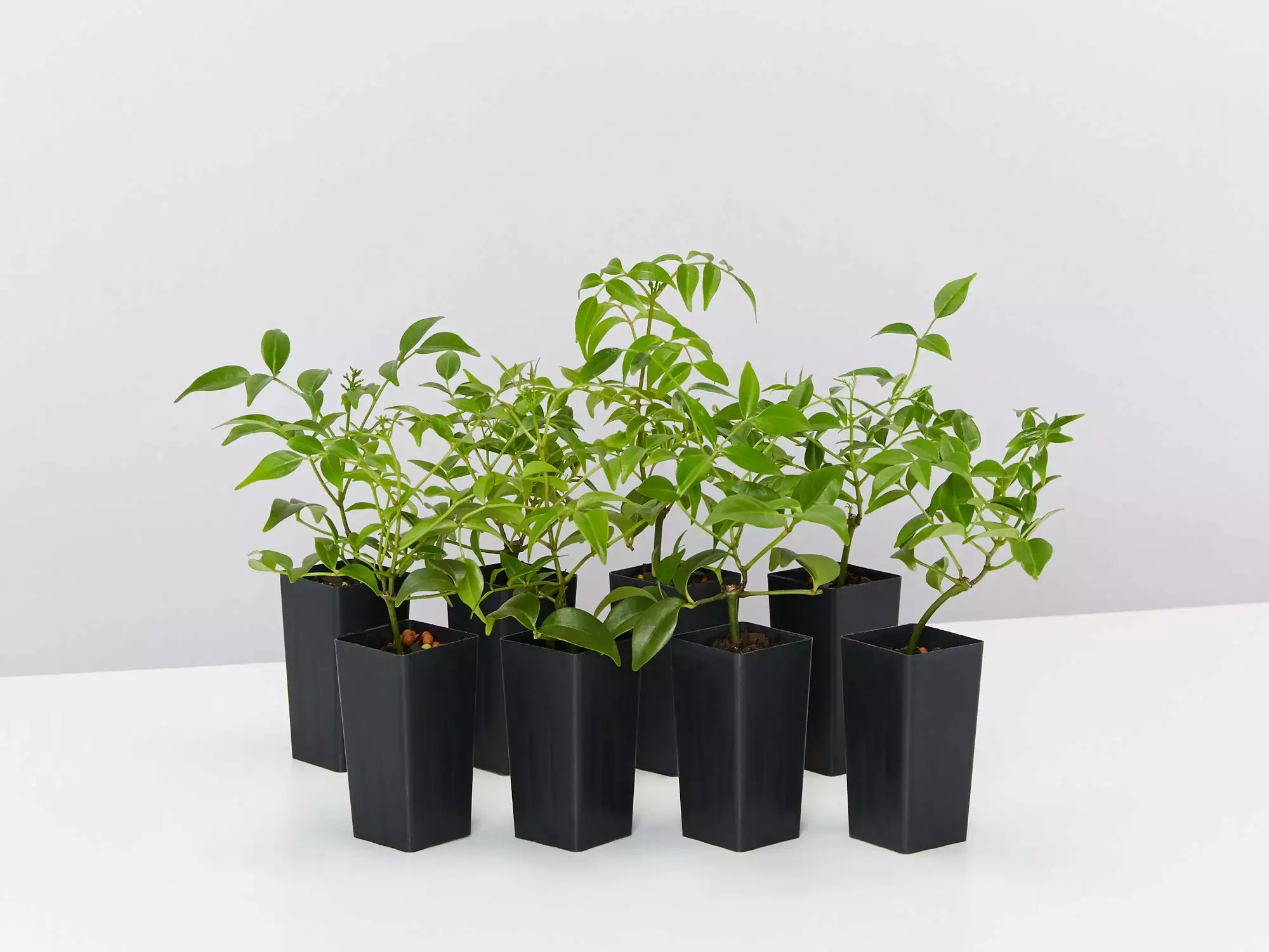 Pandorea Jasminoides Pink Magic 3 Pandorea Jasminoides Pink Magic