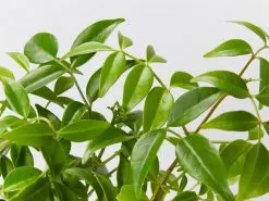 Pandorea Jasminoides Pink Magic 9 Pandorea Jasminoides Pink Magic -Plants in a Box Sales Shop PandoreaPinkMagic detail e842e3fd f033 49ee a89d da513d9cf4a7