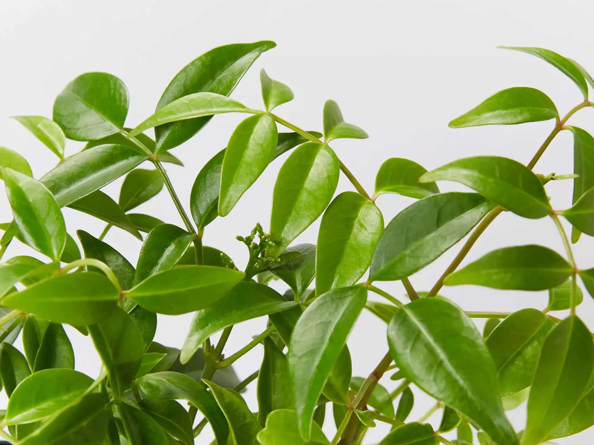 Pandorea Jasminoides Pink Magic 5 Pandorea Jasminoides Pink Magic - Image 3