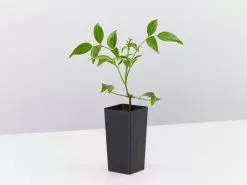 Pandorea Jasminoides Pink Magic 10 Pandorea Jasminoides Pink Magic -Plants in a Box Sales Shop PandoreaPinkMagic single 5d856e5b afc7 4a76 afd5 a509347b1333