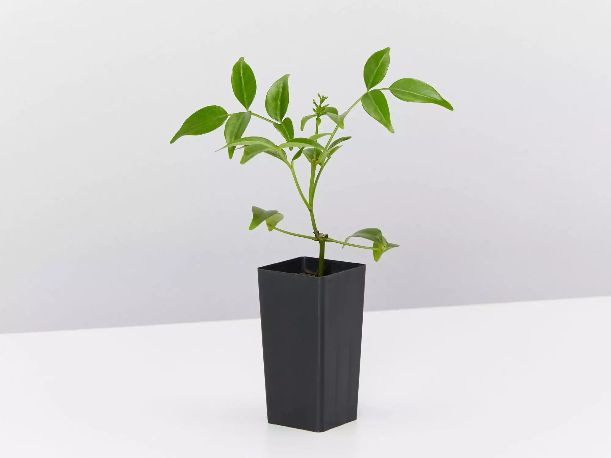 Pandorea Jasminoides Pink Magic 6 Pandorea Jasminoides Pink Magic - Image 4