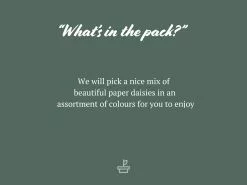 Paper Daisy Everlasting Flower Assorted Box ðŸŒ¸ -Plants in a Box Sales Shop PaperDaisyEverlastingFlowerAssortedBox