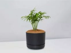 Palm + Pot + Plant + Soil -Plants in a Box Sales Shop ParlourPalm BlackPot