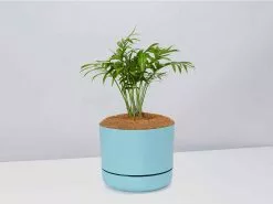 Palm + Pot + Plant + Soil -Plants in a Box Sales Shop ParlourPalm BluePot