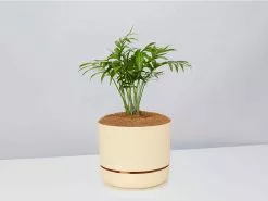Palm + Pot + Plant + Soil -Plants in a Box Sales Shop ParlourPalm BuffPot