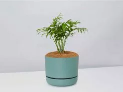 Palm + Pot + Plant + Soil -Plants in a Box Sales Shop ParlourPalm CbGreenPot