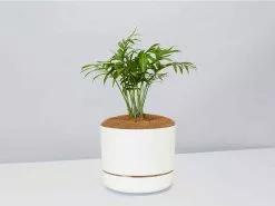 Palm + Pot + Plant + Soil -Plants in a Box Sales Shop ParlourPalm LinenPot