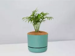 Palm + Pot + Plant + Soil -Plants in a Box Sales Shop ParlourPalm MossPot
