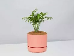Palm + Pot + Plant + Soil -Plants in a Box Sales Shop ParlourPalm PersimmonPot