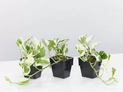 Pothos Snow Queen -Plants in a Box Sales Shop PathoSnowQueen 3plants 1