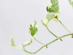 Pothos Snow Queen