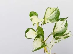 Manjula Pothos- Pot + Plant + Soil -Plants in a Box Sales Shop PathosManjula single 81951e1f f8ab 4f87 b8a1 1d9d13a5c376