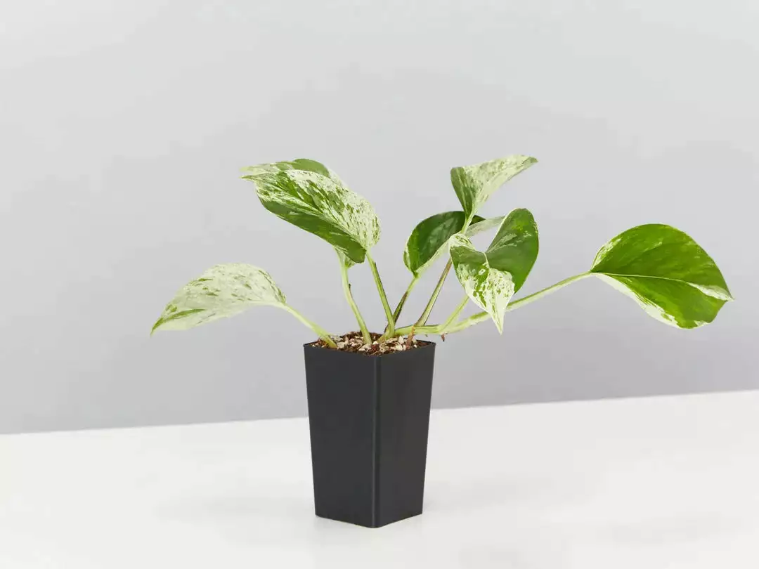 Plant-less Human Box - 8 Assorted Houseplants 12 Plant-less Human Box - 8 Assorted Houseplants - Image 10