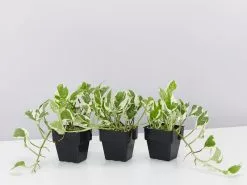 Pothos Pearls And Jade Plant Box