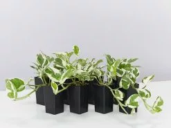 Pothos Pearls And Jade Plant Box -Plants in a Box Sales Shop PathosPearls Jade small 8plants c855149a d0be 4c5f ac8f 8820d8a16ab8