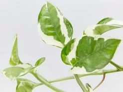 Air Purifier Indoor Plant Box - Large -Plants in a Box Sales Shop PathosPearls Jade small detail b0b714d5 545f 49ef a9a8 e3965a358ba4