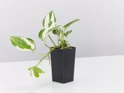 Pothos Pearls And Jade Plant Box -Plants in a Box Sales Shop PathosPearls Jade small single b1e058c4 8813 442e 8bbd f0493f1a5bff