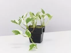 Pothos Mixed Houseplant Box - Larger Size -Plants in a Box Sales Shop PathosPearls Jade square single 618x458 crop center 2x.progressive fce3a4ee 1d2d 4a94 868a e6ea7569db94