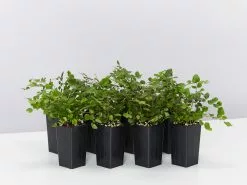 Pellaea Rotundifolia Button Fern