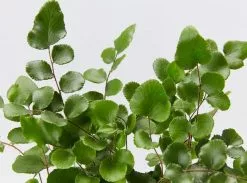 Pet-FriendlyðŸ¶ Indoor Plant Pack - Large -Plants in a Box Sales Shop PellaeaRotundifolia detail 618x458 crop center.progressive 1080x 8e3fe888 21df 4f38 8a61 d083dc39a2ab