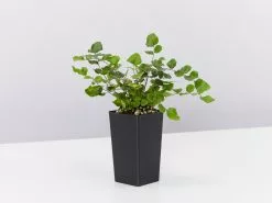 Child Friendly Non-Toxic Houseplant Box -Plants in a Box Sales Shop PellaeaRotundifolia single 8d447259 025b 4a56 aff7 2dd5e98f2411
